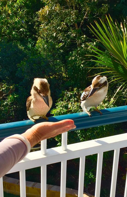 Balmoral Queenslander Brisbane Luaran gambar